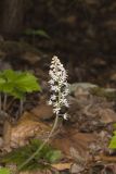 Heartleaf Foamflower, Tiarella cordifolia