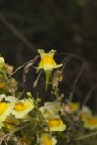 Butter and Eggs, Linaria vulgaris