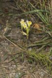 Butter and Eggs, Linaria vulgaris