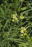 Butter and Eggs, Linaria vulgaris