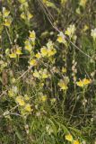 Butter and Eggs, Linaria vulgaris