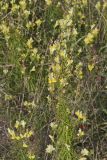 Butter and Eggs, Linaria vulgaris
