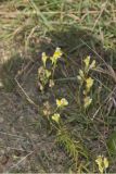 Butter and Eggs, Linaria vulgaris