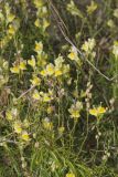 Butter and Eggs, Linaria vulgaris