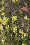 Butter and Eggs, Linaria vulgaris