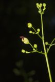 Carpenter's Square, Scrophularia marilandica