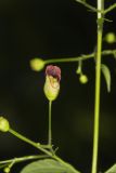 Carpenter's Square, Scrophularia marilandica