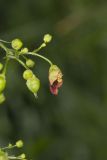 Carpenter's Square, Scrophularia marilandica