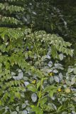 Carpenter's Square, Scrophularia marilandica