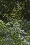 Carpenter's Square, Scrophularia marilandica