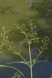 Carpenter's Square, Scrophularia marilandica
