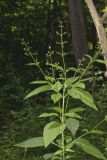 Carpenter's Square, Scrophularia marilandica