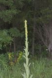 Common Mullein, Verbascum thapsus