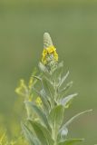 Common Mullein, Verbascum thapsus