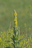 Common Mullein, Verbascum thapsus