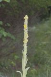 Common Mullein, Verbascum thapsus