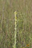 Common Mullein, Verbascum thapsus