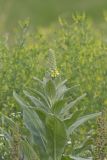 Common Mullein, Verbascum thapsus