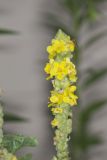 Common Mullein, Verbascum thapsus