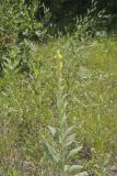 Common Mullein, Verbascum thapsus