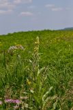 Common Mullein, Verbascum thapsus