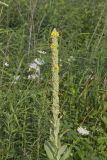 Common Mullein, Verbascum thapsus