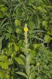 Common Mullein, Verbascum thapsus