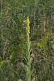 Common Mullein, Verbascum thapsus