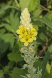 Common Mullein, Verbascum thapsus