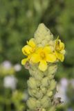 Common Mullein, Verbascum thapsus