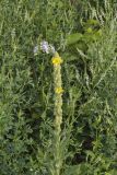 Common Mullein, Verbascum thapsus