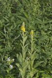 Common Mullein, Verbascum thapsus