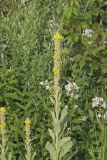 Common Mullein, Verbascum thapsus