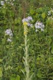 Common Mullein, Verbascum thapsus