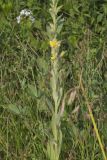 Common Mullein, Verbascum thapsus