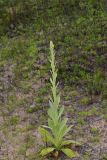 Common Mullein, Verbascum thapsus