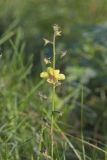 Moth Mullein, Verbascum blattaria