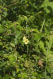 Moth Mullein, Verbascum blattaria