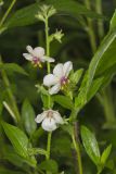 Moth Mullein, Verbascum blattaria