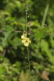 Moth Mullein, Verbascum blattaria