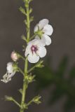 Moth Mullein, Verbascum blattaria
