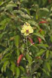 Moth Mullein, Verbascum blattaria