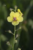 Moth Mullein, Verbascum blattaria