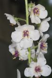 Moth Mullein, Verbascum blattaria