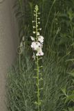 Moth Mullein, Verbascum blattaria