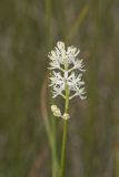 Sticky False Asphodel, Triantha glutinosa