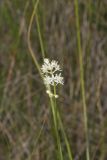 Sticky False Asphodel, Triantha glutinosa
