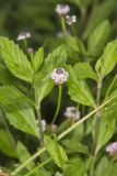 Lanceleaf Fogfruit, Phyla lanceolata
