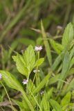 Lanceleaf Fogfruit, Phyla lanceolata