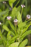 Lanceleaf Fogfruit, Phyla lanceolata